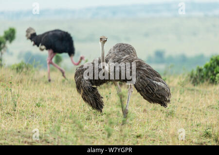 Strauß (Struthio camelus) Weibliche anzeigen, Masai Mara, Kenia, September. Stockfoto