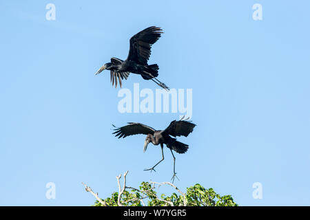 Open-billed Stork (Anastomus lamelligerus) anzeigen, Masai Mara, Kenia, Oktober. Stockfoto