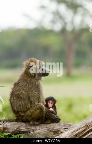 Olive baboon (papio Anubis) Frau mit Baby, Masai Mara, Kenia, Oktober. Stockfoto