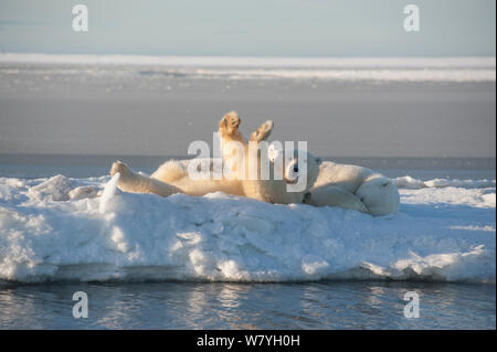 Eisbär (Ursus maritimus) Leistungsbeschreibung mit zwei Jugendliche, die sich auf neu gebildeten Packeis im Herbst freeze, Beaufort Meer, aus arktischen Küste, Alaska Stockfoto