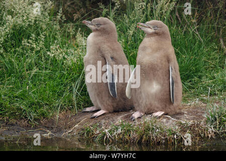 Zwei gelbäugige (Megadyptes Antipodes) Pinguinküken zusammenstehen. Otago Halbinsel, Otago, Südinsel, Neuseeland, Januar. Vom Aussterben bedrohte Arten. Stockfoto