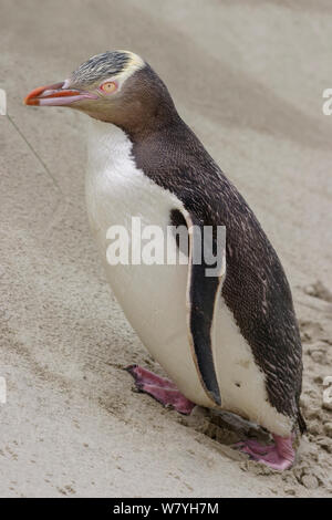 Yellow-eyed Pinguin (Megadyptes antipodes) bis zu einer Düne in Richtung zu seinem Nest. Otago Peninsula, Otago, Südinsel, Neuseeland. Februar. Gefährdete Arten. Stockfoto