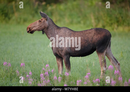 Weibliche Elch (Alces alces) stehen im Feld in den frühen Morgen. Nordland, Norwegen. Juli. Stockfoto