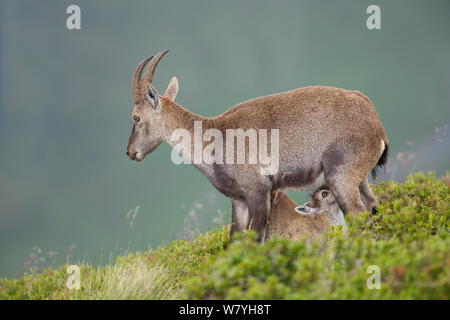 Weibliche Alpensteinbock (Capra ibex) Krankenpflege Kalb. Berner Alpen, Schweiz. August. Stockfoto