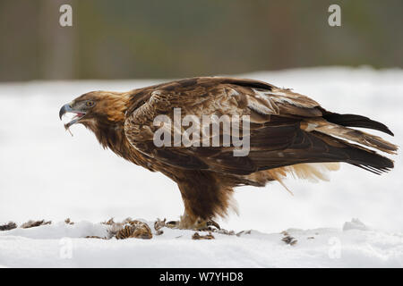 Golden Eagle (Aquila Chrysaetos) auf Schnee, Fütterung auf weibliche Birkhuhn (Tetrao tetrix). Rovaniemi, Finnland, März. Stockfoto