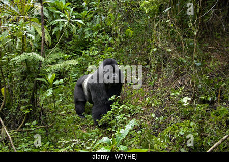 Berggorilla (Gorilla beringei beringei) Silverback in Habitat Virunga Berge, Ruanda. Stockfoto