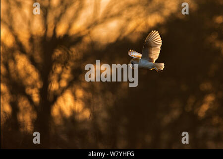 Schleiereule (Tyto Alba) im Flug in der Abenddämmerung, UK, März. Stockfoto