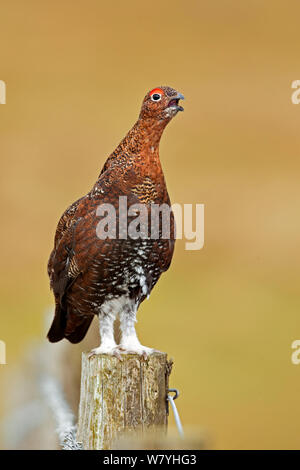 Moorschneehuhn (Lagopus lagopus scotica) Aufruf von Post, Großbritannien, September. Stockfoto