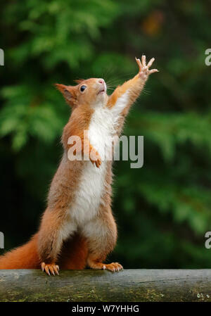 Eichhörnchen (Sciurus vulgaris) nach oben erreichen, UK. März gefangen. Stockfoto