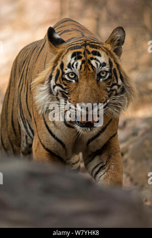 Bengal Tiger (Panthera tigris) Stalking, Ranthambhore Nationalpark Nationalpark, Indien. Gefährdete Arten. Stockfoto