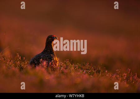 Moorschneehuhn (Lagopus lagopus scotica) auf Heather im Abendlicht, UK. Stockfoto