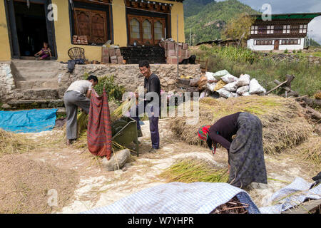 Die Landwirte Dreschen von Reis, Paro River Valley. Bhutan, Oktober 2014. Stockfoto