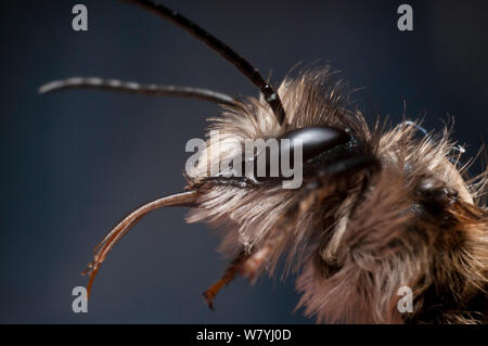 Red Mason Bee. (Osmia bicornis) männliche Pflege. Bristol, England, UK. Gefangen. Stockfoto
