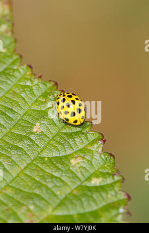 22-spot Ladybird (Psyllobora vigintiduopunctata) auf Blatt, brockley Friedhof, Lewisham, London, Großbritannien, Oktober. Stockfoto