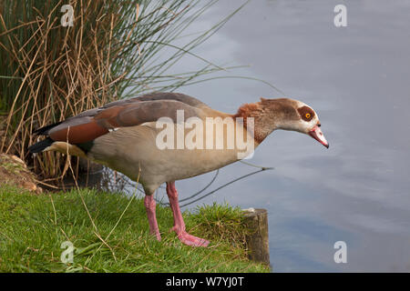 Nilgans (Alopochen aegyptiacus) feral Männlich, WWT London Wetland Centre, Barn Elms, Barnes, London, Großbritannien, Oktober. Stockfoto