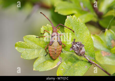 Gonocerus acuteangulatus, Bug () Nymphe auf Blatt, brockley Friedhof, Lewisham, London, UK, September. Stockfoto