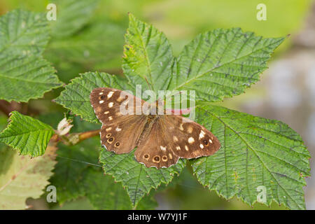 Hauhechelbläuling (Pararge depressa) auf Blatt, Sutcliffe Park Nature Reserve, Eltham, London, UK, September. Stockfoto