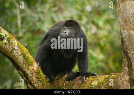 Guatemaltekischen Schwarzen Brüllaffen (Alouatta pigra) männlich. Community Baboon Sanctuary, Belize, Central America. Gefährdete Arten. Stockfoto