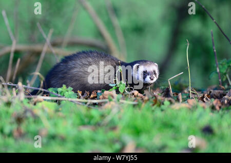 Iltis männlich (Mustela putorius) in Gefangenschaft aufgezogen und in wilde freigegeben. Dorset, UK, Dezember. Stockfoto