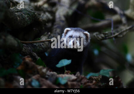 Iltis (Mustela putorius) Emerging aus der Bohrung in der hedgebank. In Gefangenschaft aufgezogen und freigegeben. Dorset, UK Dezember. Stockfoto