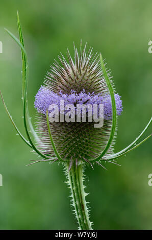 Flowerhead Karde (Dipsacus fullonum) Dorset, England, Großbritannien, Juli. Stockfoto