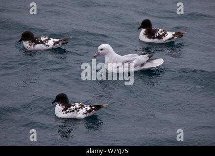 Südliche Eissturmvogel (Fulmarus glacialoides) Schwimmen mit drei Kap Sturmvögel (Daption capense) Antarktis. Stockfoto