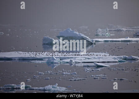 Antarktis Petrel Herde (Thalassoica Antarktis) Landung auf Eisberg in der Antarktis Stockfoto