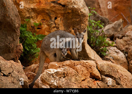 Black-footed Rock Wallaby (Petrogale lateralis) mit Jungen im Beutel, Cape Range National Park, Exmouth, Western Australia Stockfoto