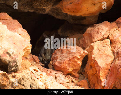 Black-footed Rock Wallaby (Petrogale lateralis), die in der Höhle sitzen, Cape Range National Park, Exmouth, Western Australia Stockfoto