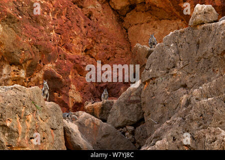 Black-footed Rock Wallaby (Petrogale lateralis) Gruppe, Cape Range National Park, Exmouth, Western Australia Stockfoto