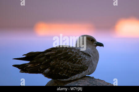 Antarktis-skua (Eulen antarcticus) ausruhen, Adelie Land, Antarktis Stockfoto