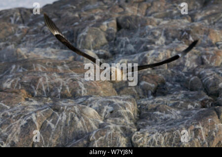 Antarktis-skua (Eulen antarcticus) im Flug, Adelie Land, Antarktis Stockfoto