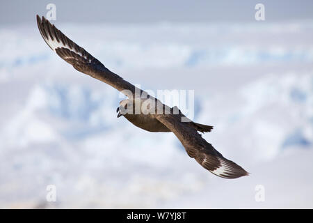 Antarktis-skua (Eulen antarcticus) im Flug, Adelie Land, Antarktis Stockfoto