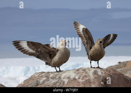 Antarktis-skua (Eulen antarcticus) Paar, Adelie Land, Antarktis Stockfoto