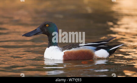 Northern shoveler (Anas Clypeata) männlich, Uto, Lounais-Finland/Süd-Westen von Finnland, Finnland, Mai. Stockfoto