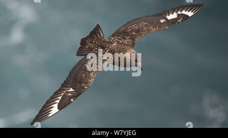 Great Skua (Eulen skua) im Flug, Langanes, Island, Juni Stockfoto