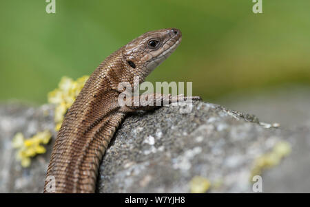 Lebendgebärenden Lizard (Zootoca Vivipara) Isojarvi Nationalpark, Keski-Finland/Central Finland, Finnland, Juli. Stockfoto