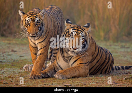 Bengal Tiger (Panthera tigris tigris) Weibliche&#39; T 19 Krishna&#39; mit 11 Monat cub, Ranthambore Nationalpark, Indien. Stockfoto