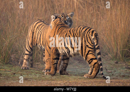 Bengal Tiger (Panthera tigris tigris) 11 Monate alten Jungen spielen, Ranthambhore Nationalpark, Indien. Stockfoto