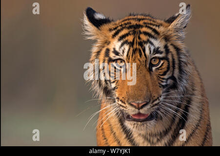 Bengal Tiger (Panthera tigris tigris) 11 Monate alten Jungen, Ranthambhore Nationalpark, Indien. Stockfoto