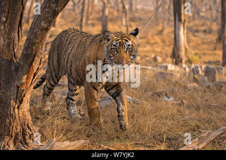 Bengal Tiger (Panthera tigris tigris) 11 Monat Cub in Wald, Ranthambhore Nationalpark, Indien. Stockfoto
