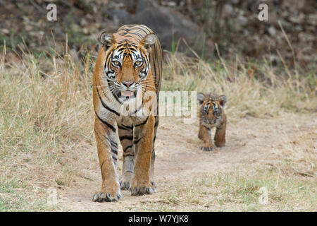 Bengal Tiger (Panthera tigris tigris) Weibliche&#39; T 19 Krishna&#39; mit 2 Monat cub, Ranthambhore Nationalpark, Indien. Stockfoto