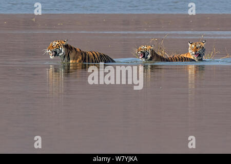 Bengal Tiger (Panthera tigris tigris) Weibliche&#39; T 19 Krishna&#39; und Jungen Badesee und knurrend an Krokodile, Ranthambhore Nationalpark, Indien. Stockfoto