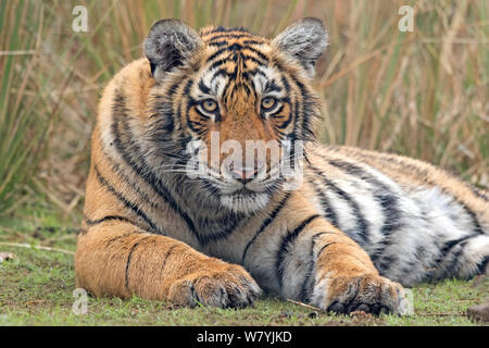 Bengal Tiger (Panthera Tigris Tigris) 11 Monat Cub, Ranthambhore National Park, Indien. Stockfoto
