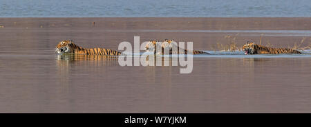 Bengal Tiger (Panthera tigris tigris) Weibliche&#39; T 19 Krishna&#39; und Jungen Badesee und knurrend an Krokodile, Ranthambhore Nationalpark, Indien. Stockfoto