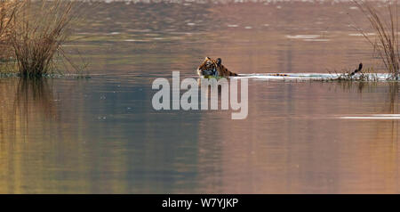 Bengal Tiger (Panthera tigris tigris) Weibliche schwimmen über See, Ranthambhore Nationalpark, Indien. Stockfoto