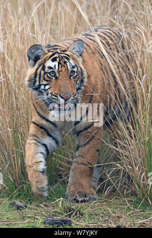 Bengal Tiger (Panthera Tigris Tigris) 11 Monat Cub, Ranthambhore National Park, Indien. Stockfoto