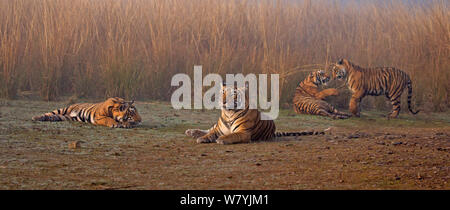 Bengal Tiger (Panthera tigris tigris) Weibliche&#39; T 19 Krishna&#39; mit 11 Monat Cubs, Ranthambhore Nationalpark, Indien. Stockfoto