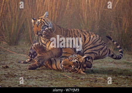 Bengal Tiger (Panthera tigris tigris) 11 Monate Jungen spielen, Ranthambhore Nationalpark, Indien. Stockfoto