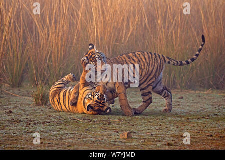 Bengal Tiger (Panthera tigris tigris) 11 Monate Jungen spielen, Ranthambhore Nationalpark, Indien. Stockfoto